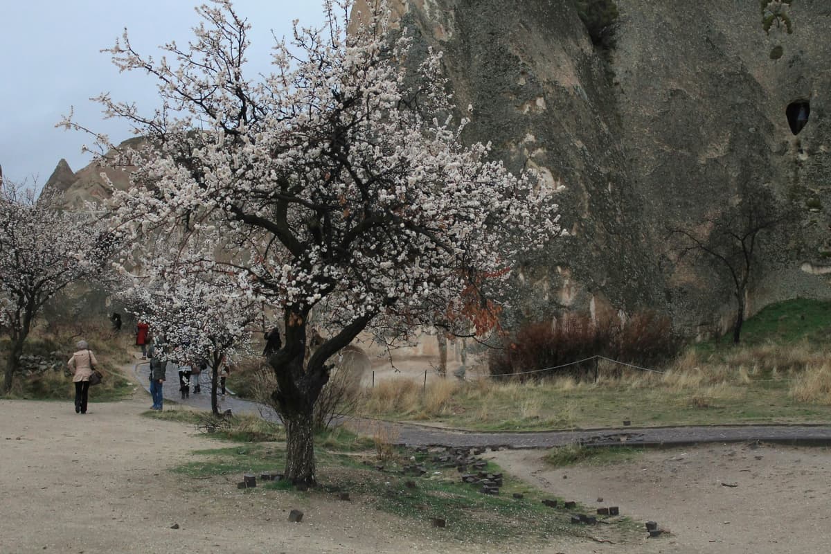 Çavuşin